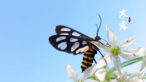 新年祝福短信朋友