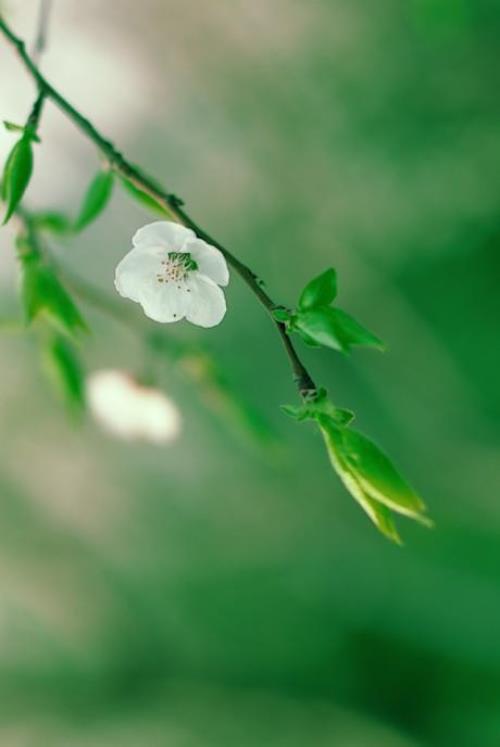 描写夏天的词语句子：远处有阑珊的灯火…