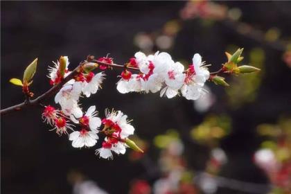 朋友圈大暑节气祝福留言最唯美的句子