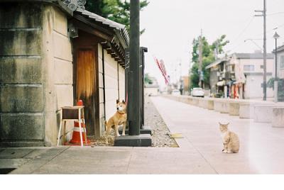 描写春雨的句子佳句