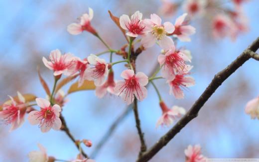 教师节提前祝福语